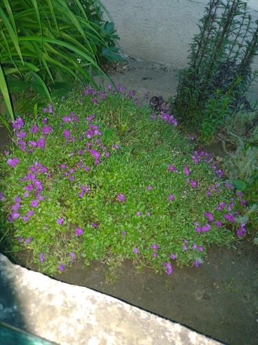Ledinjak (Aubrieta deltoidea)
