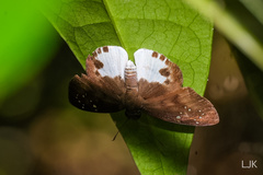 Tagiades calligana