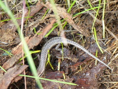 Cryptoblepharus buchananii