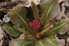 Primula maximowiczii