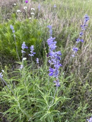 Salvia farinacea