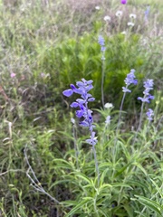 Salvia farinacea