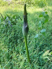 Amorphophallus hirtus