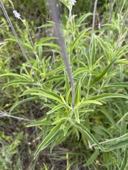 Salvia farinacea