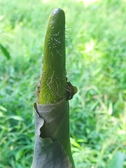 Amorphophallus hirtus