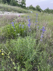 Salvia farinacea