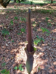 Amorphophallus hirtus