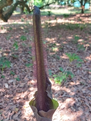Amorphophallus hirtus