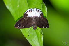 Tagiades ultra