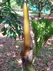 Amorphophallus hirtus