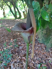 Amorphophallus hirtus