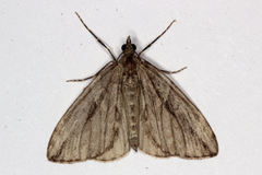 Thera cupressata