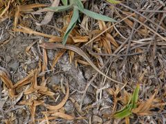 Cryptoblepharus poecilopleurus