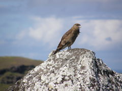 Daptrius chimango chimango