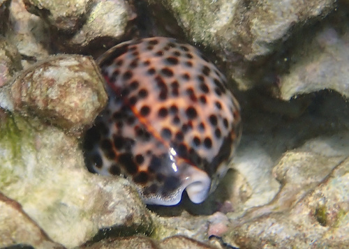 Cypraea tigris observed 2022-05-08