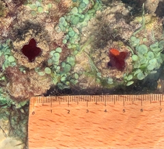 Caulerpa chemnitzia
