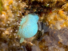 Eudistoma elongatum