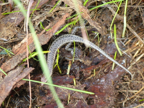 Cryptoblepharus buchananii