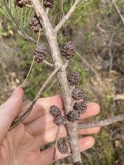Allocasuarina thalassoscopica