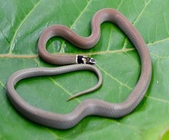 Sibynophis