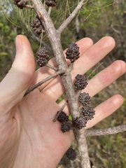 Allocasuarina thalassoscopica