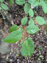 Neoshirakia japonica