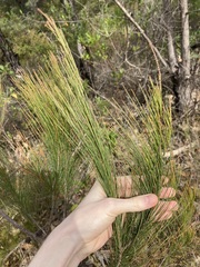 Allocasuarina thalassoscopica
