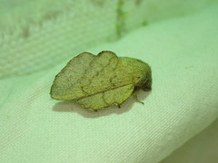 Phyllodesma suberifolia