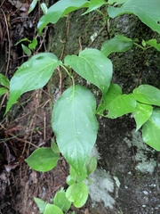 Hydrangea glaucescens