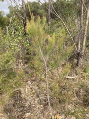 Allocasuarina thalassoscopica