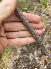 Allocasuarina thalassoscopica