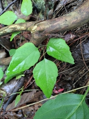 Akebia trifoliata