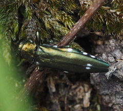 Agrilus biguttatus