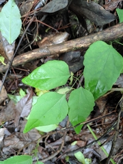 Akebia trifoliata