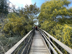 Acacia saligna