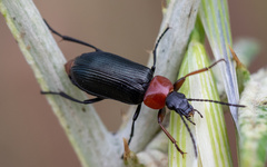 Heliotaurus ruficollis