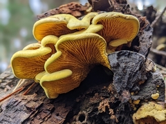 Pseudomerulius curtisii