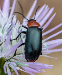 Heliotaurus ruficollis