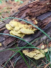 Pseudomerulius curtisii