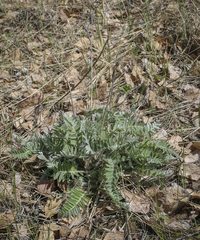 Oxytropis kungurensis
