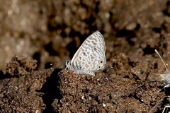 Leptotes pirithous pirithous