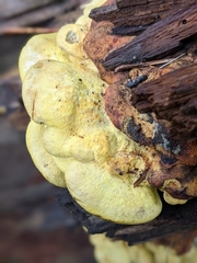 Pseudomerulius curtisii