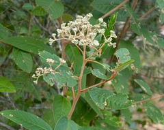 Pomaderris intermedia