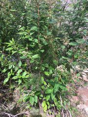 Pomaderris intermedia