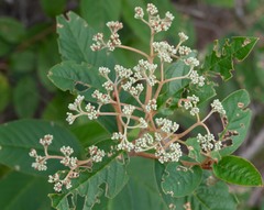 Pomaderris intermedia