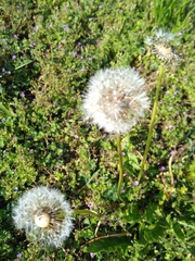 Taraxacum