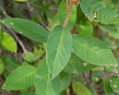 Pomaderris intermedia