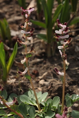Corydalis ledebouriana