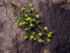 Thymelaea coridifolia coridifolia