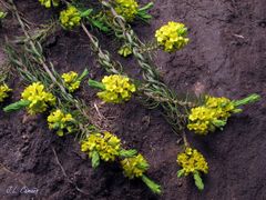 Thymelaea coridifolia coridifolia